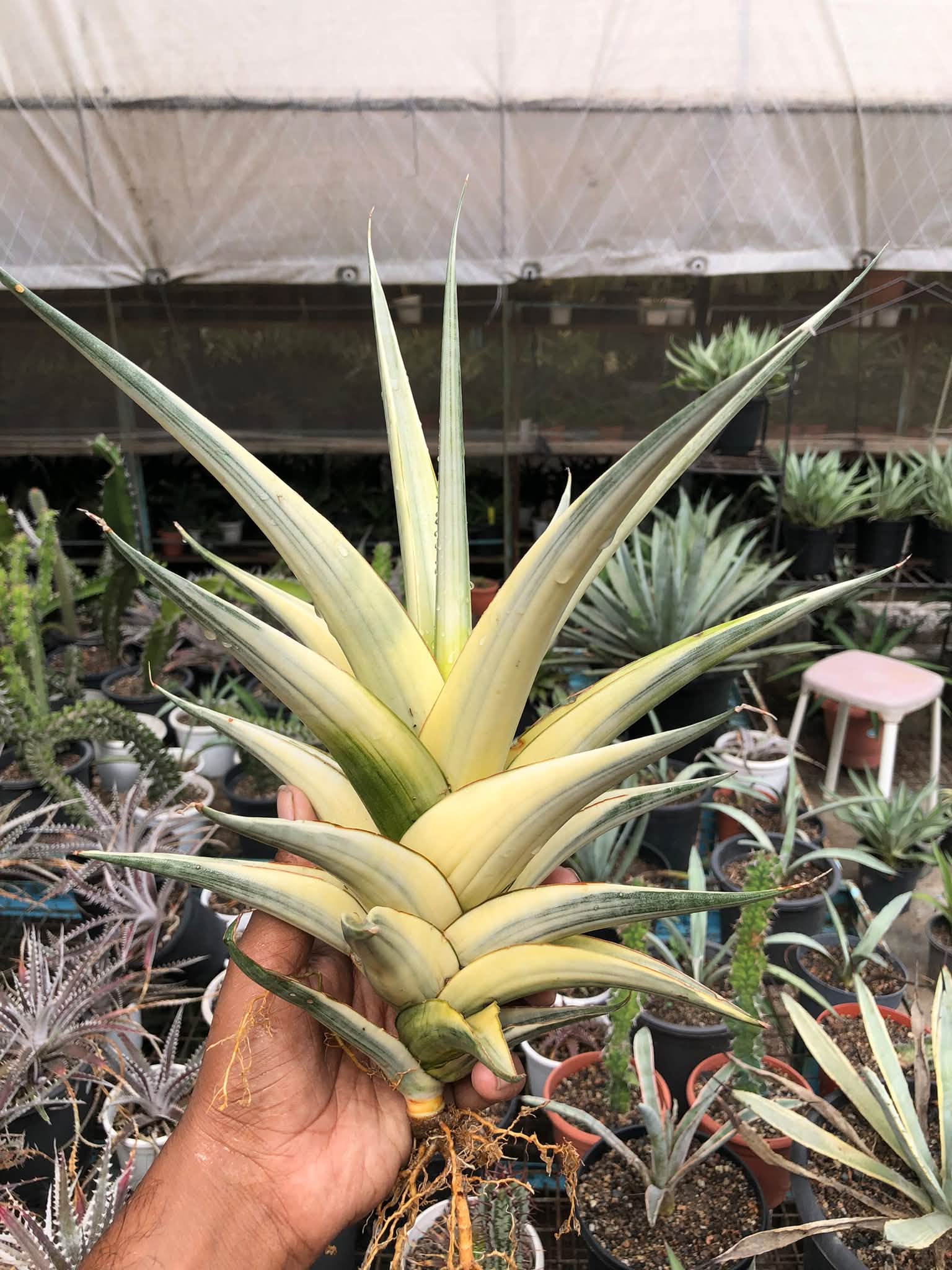 SANSEVIERIA SNOW WHITE