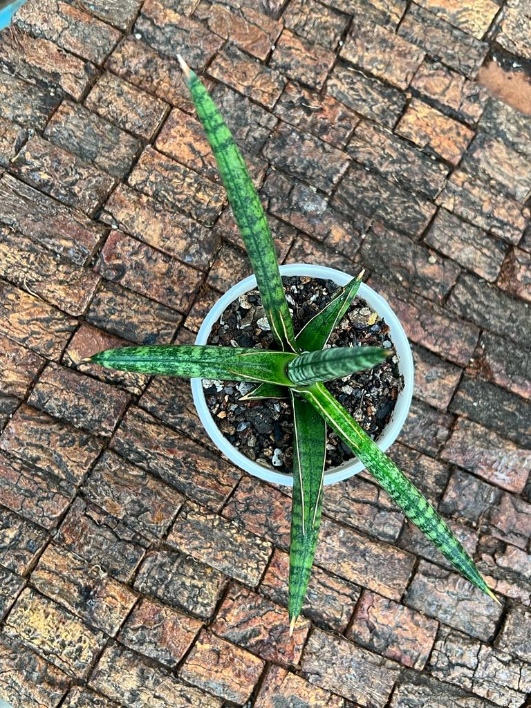 Sansevieria Ballyi