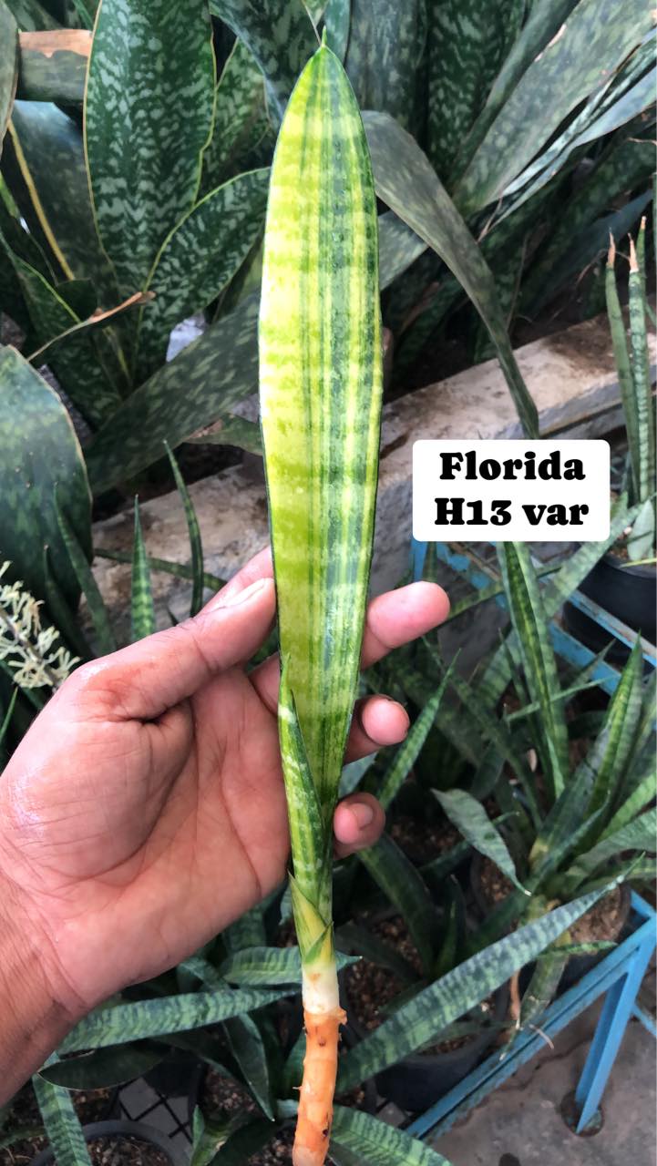 Sansevieria Combo (X) Offer Of 5 Variegated sansevieria