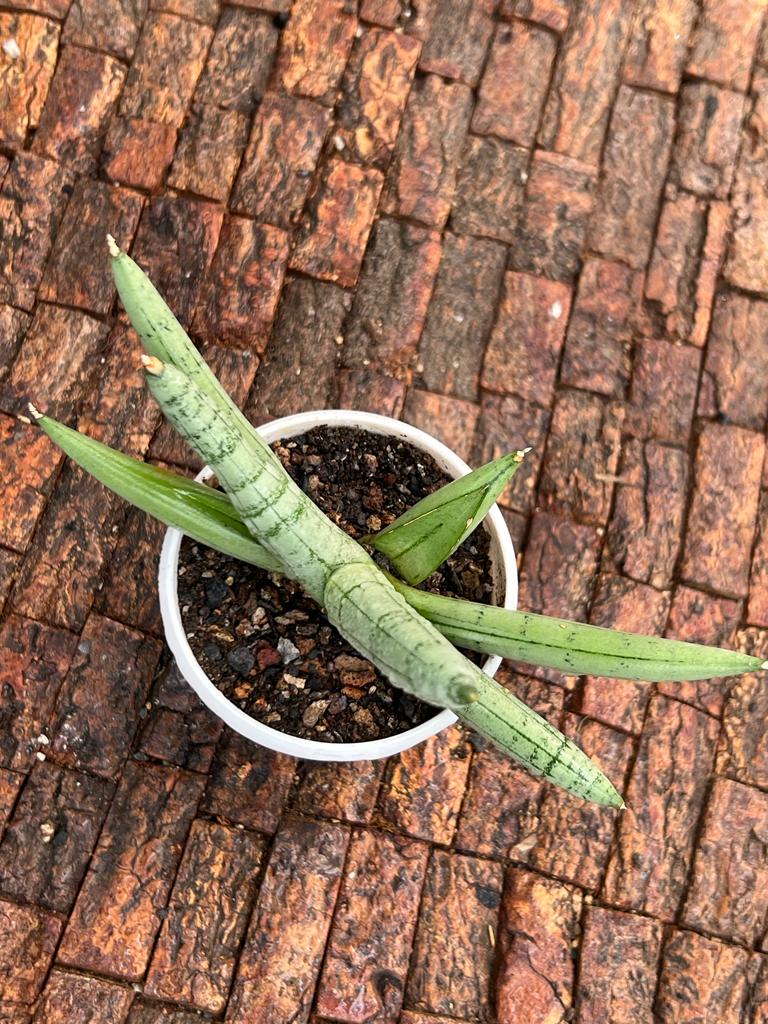 Sansevieria Boncel Plantinum Cross