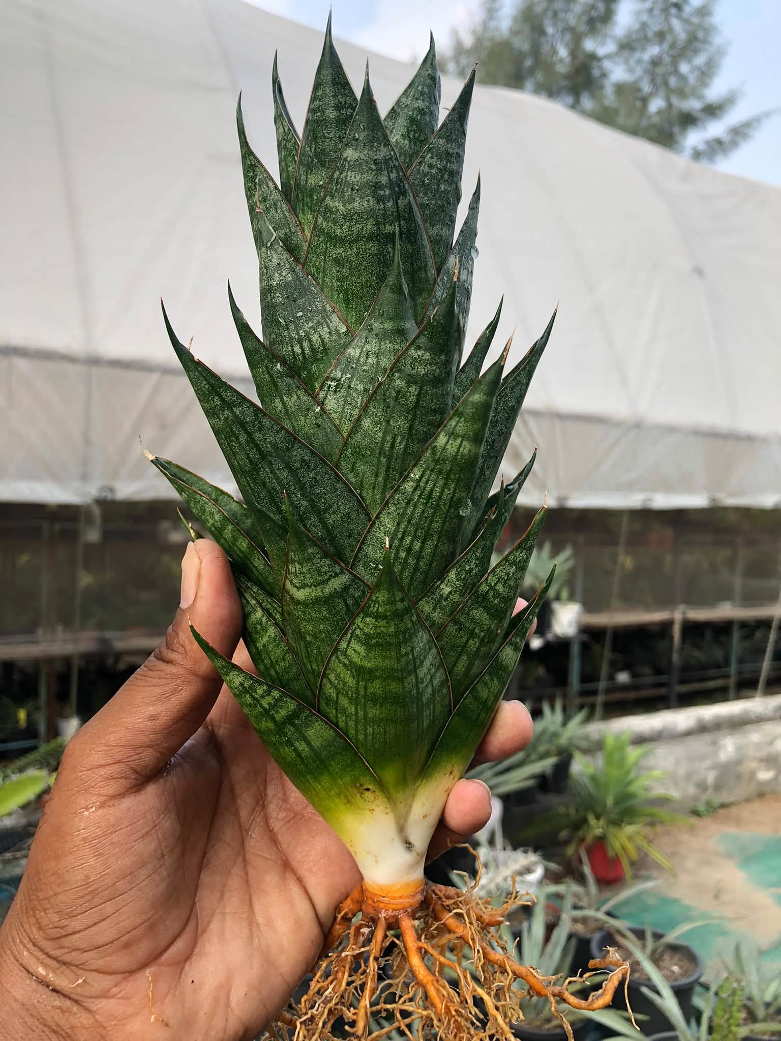 Sansevieria DRAGON SCALE LARGE