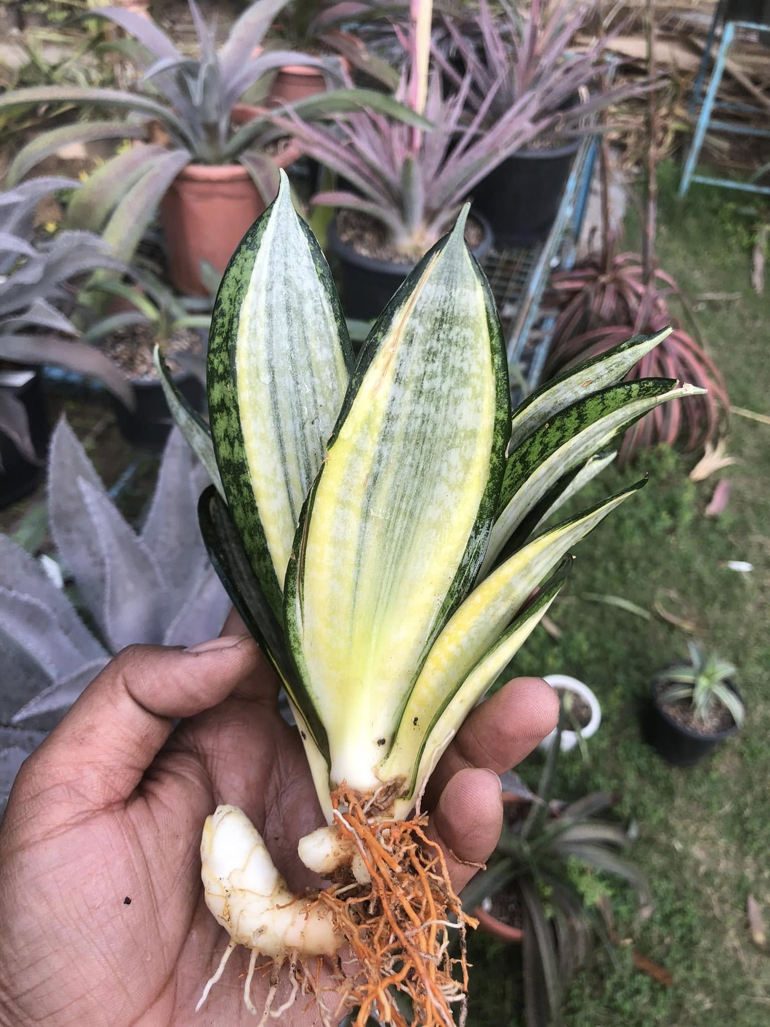 Sansevieria Hahnii Silver Zebra