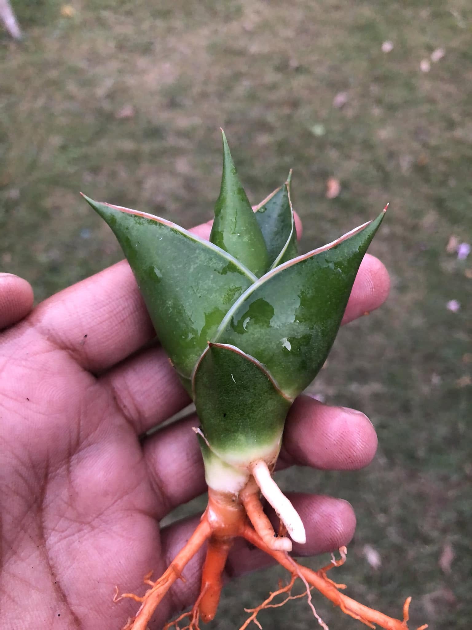 Sansevieria combo of 4 Plants