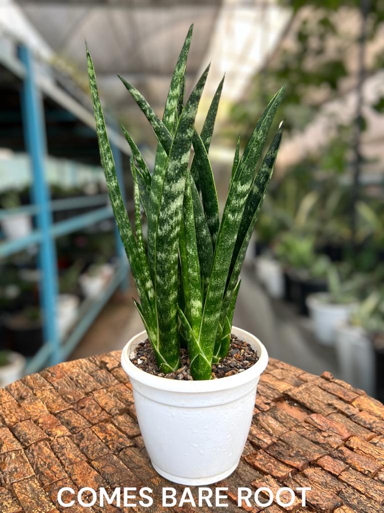 Sansevieria Fernwood Clump