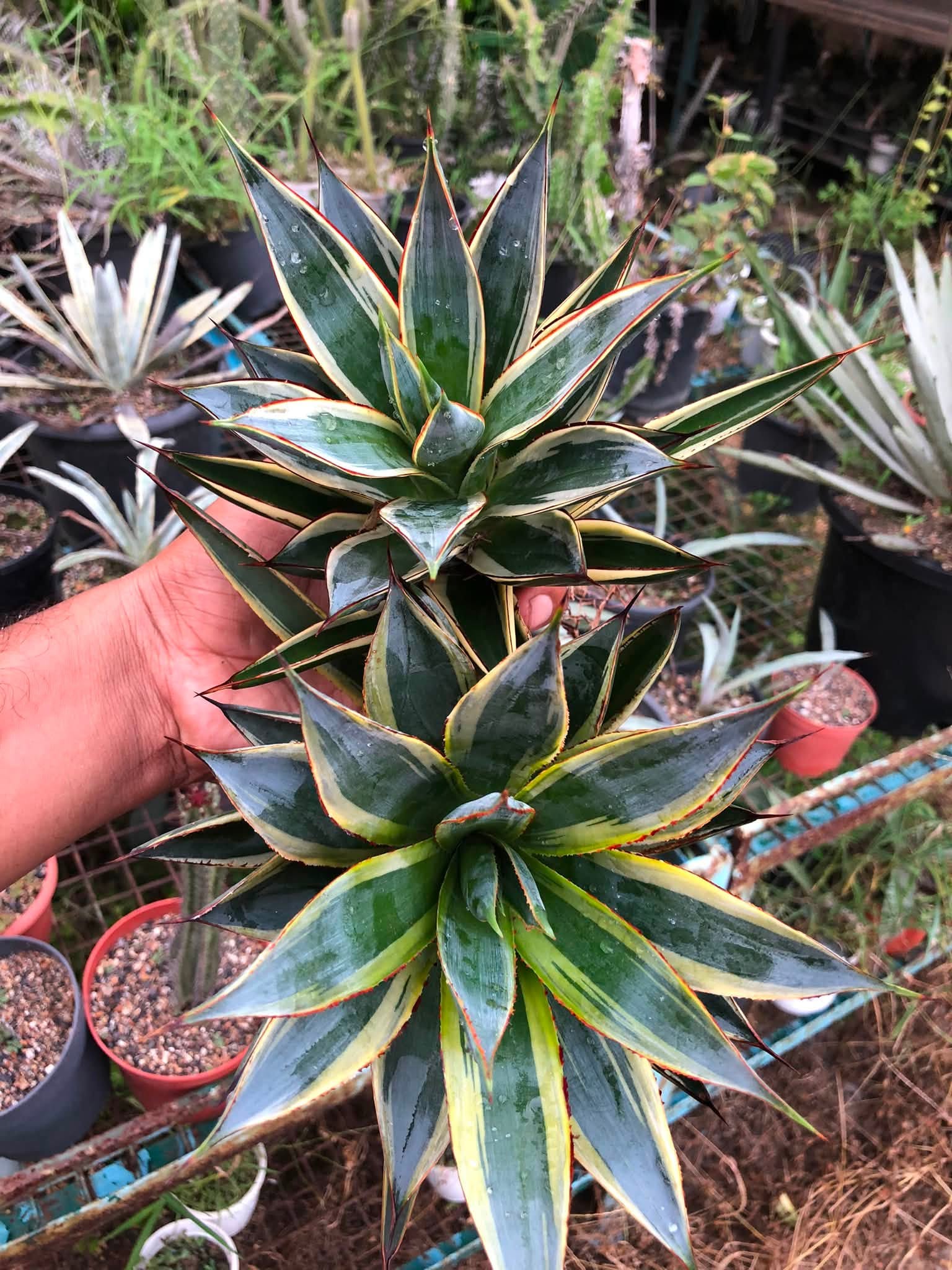 Combo No 19 : AGAVES COMBO SUNGLOW AND SNOWGLOW
