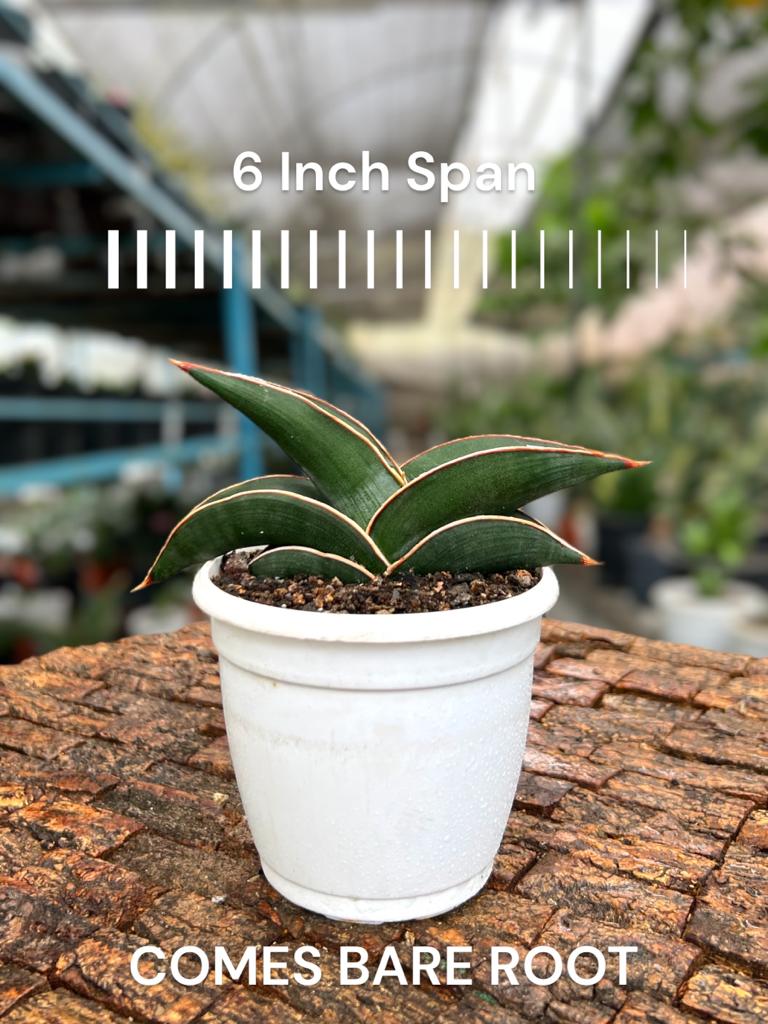 Sansevieria Rorida