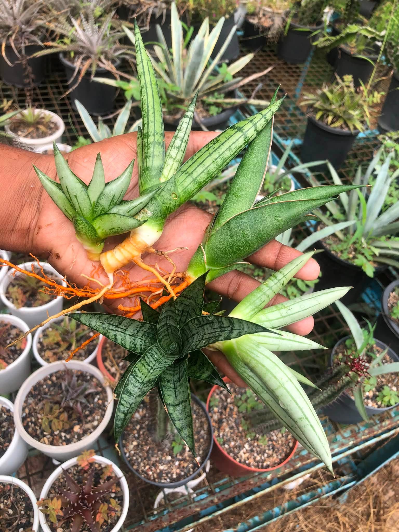 Combo No 26 : Sansevieria COMBO OF 5 PLANTS