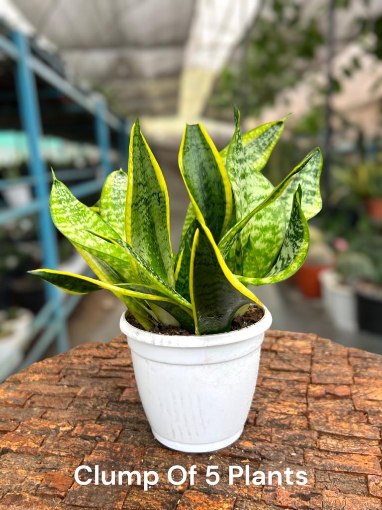 Sansevieria Twister Clump