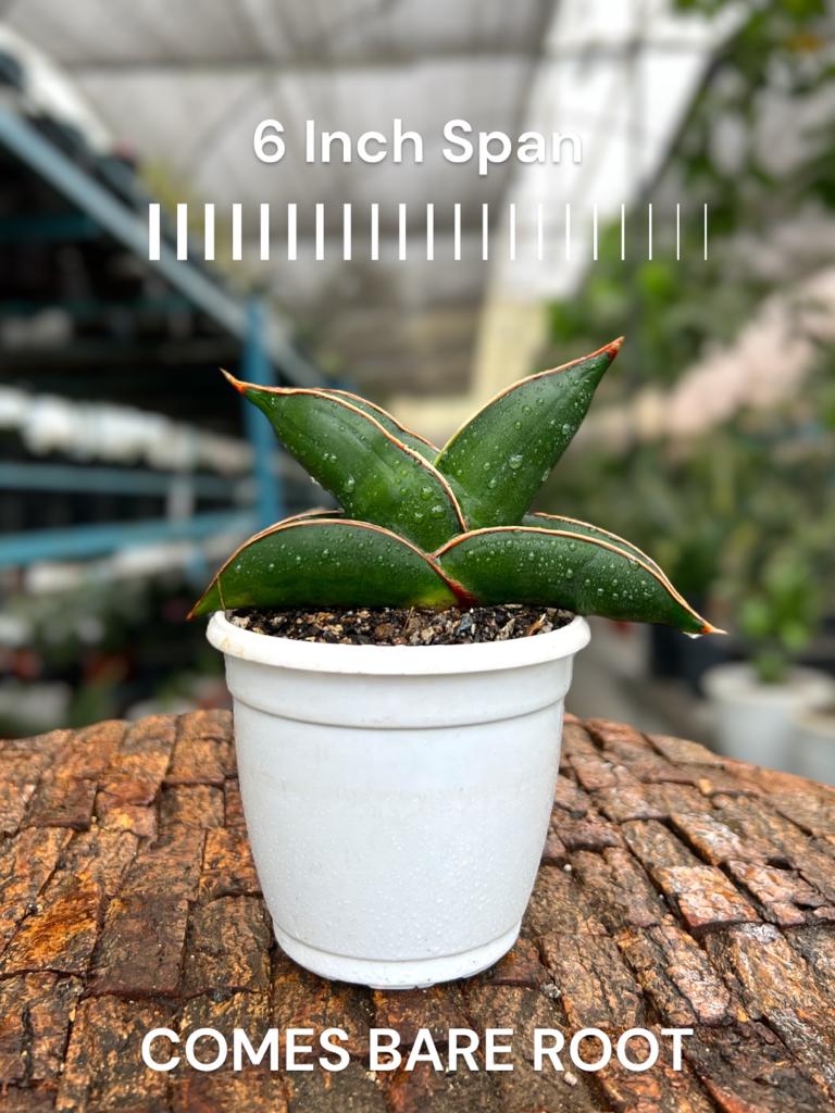 Sansevieria 'Blue' Banana