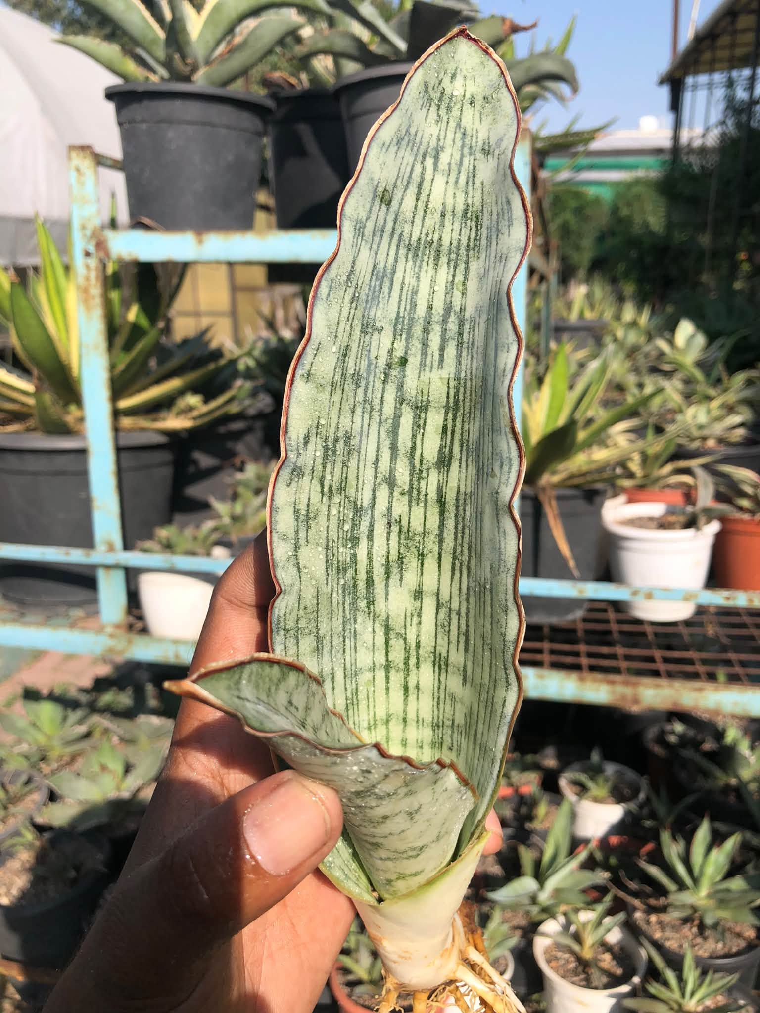 SANSEVIERIA KIRKII SILVER BLUE