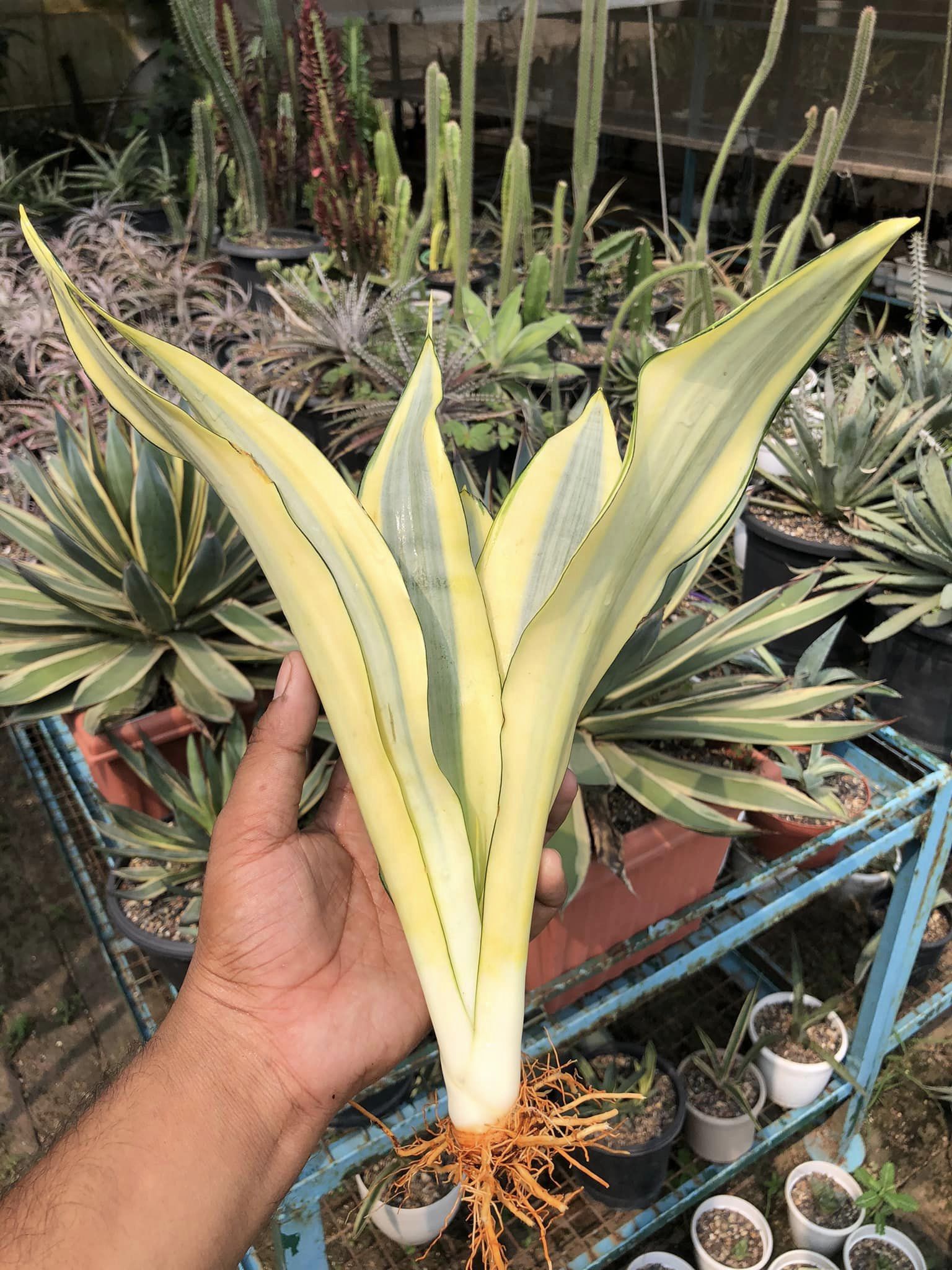 Sansevieria Trifasciata 'Ghost'