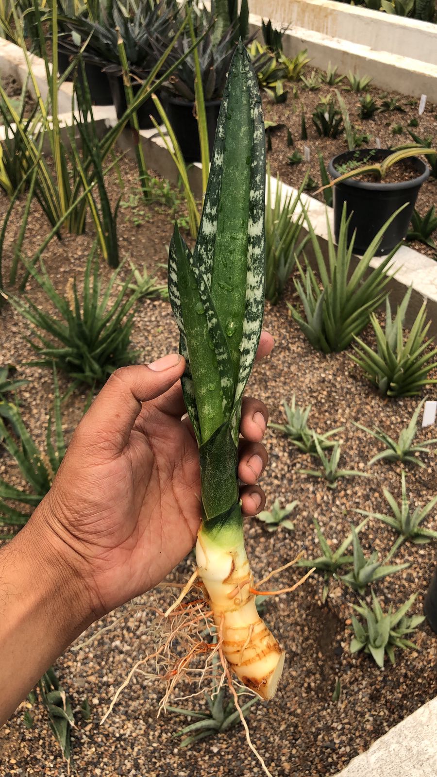 SANSEVIERIA GREEN MERMAID PUP