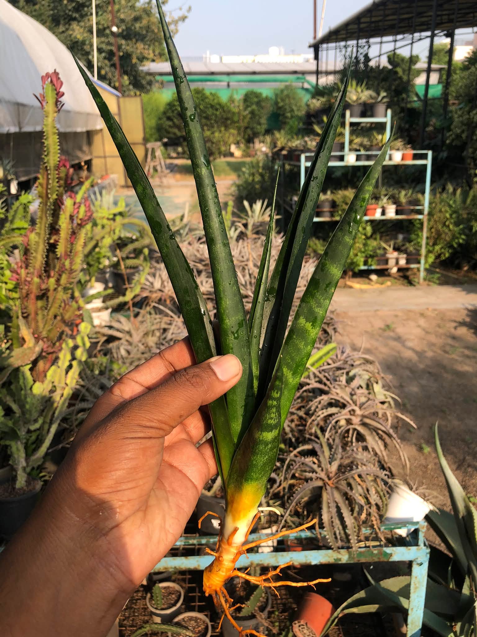 SANSEVIERIA BLACK MLANDI