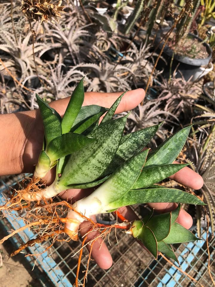 Combo of 4 beautiful sansevieria