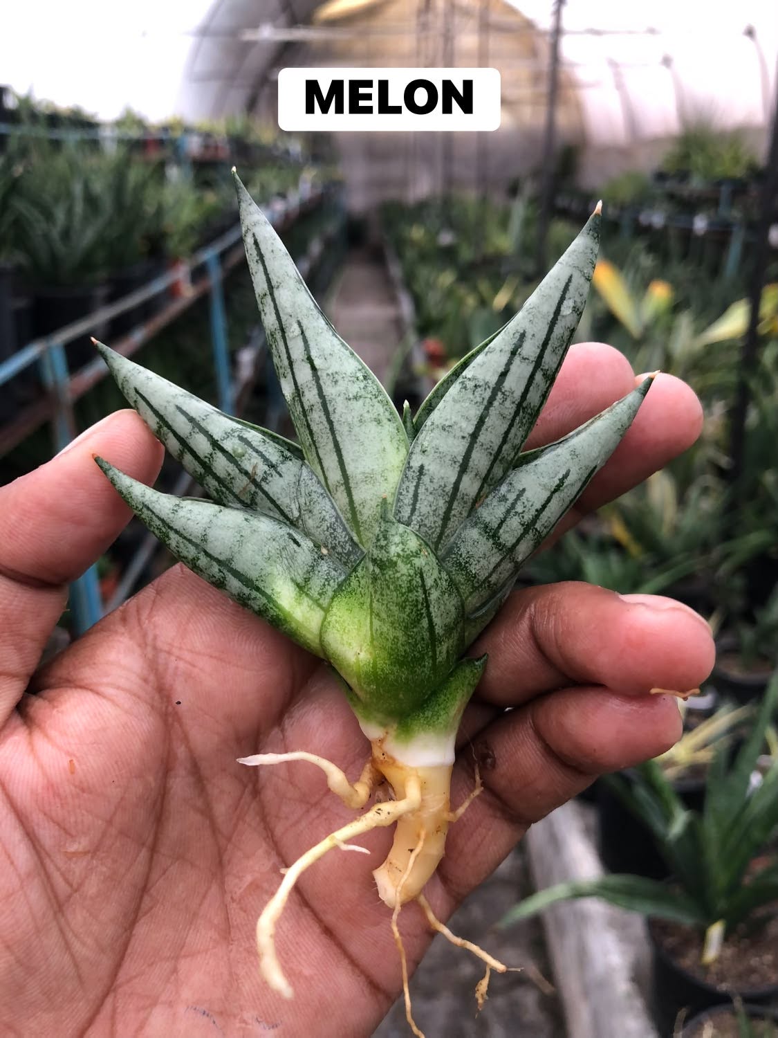 COMBO NO. 35 : COMBO OF 4 SANSEVIERIA