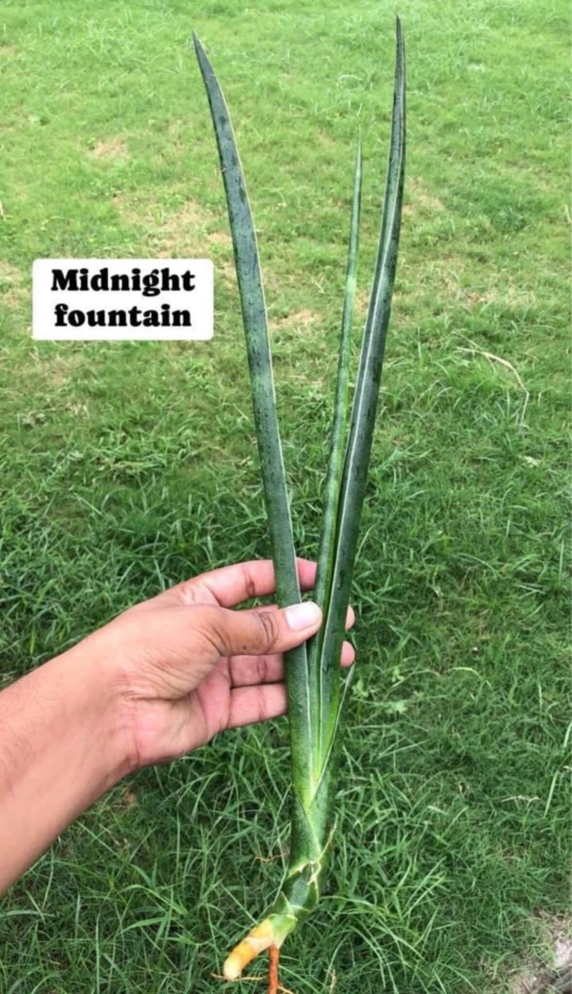 Sansevieria Combo of 7 LARGE PLANTS