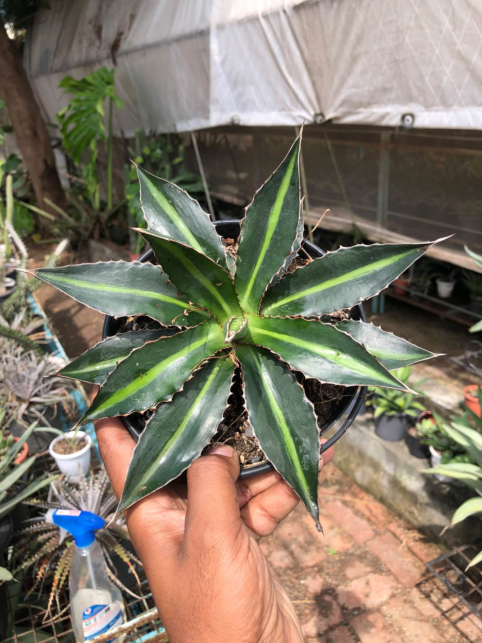 COMBO NO. 30 : COMBO OF 2 AGAVES