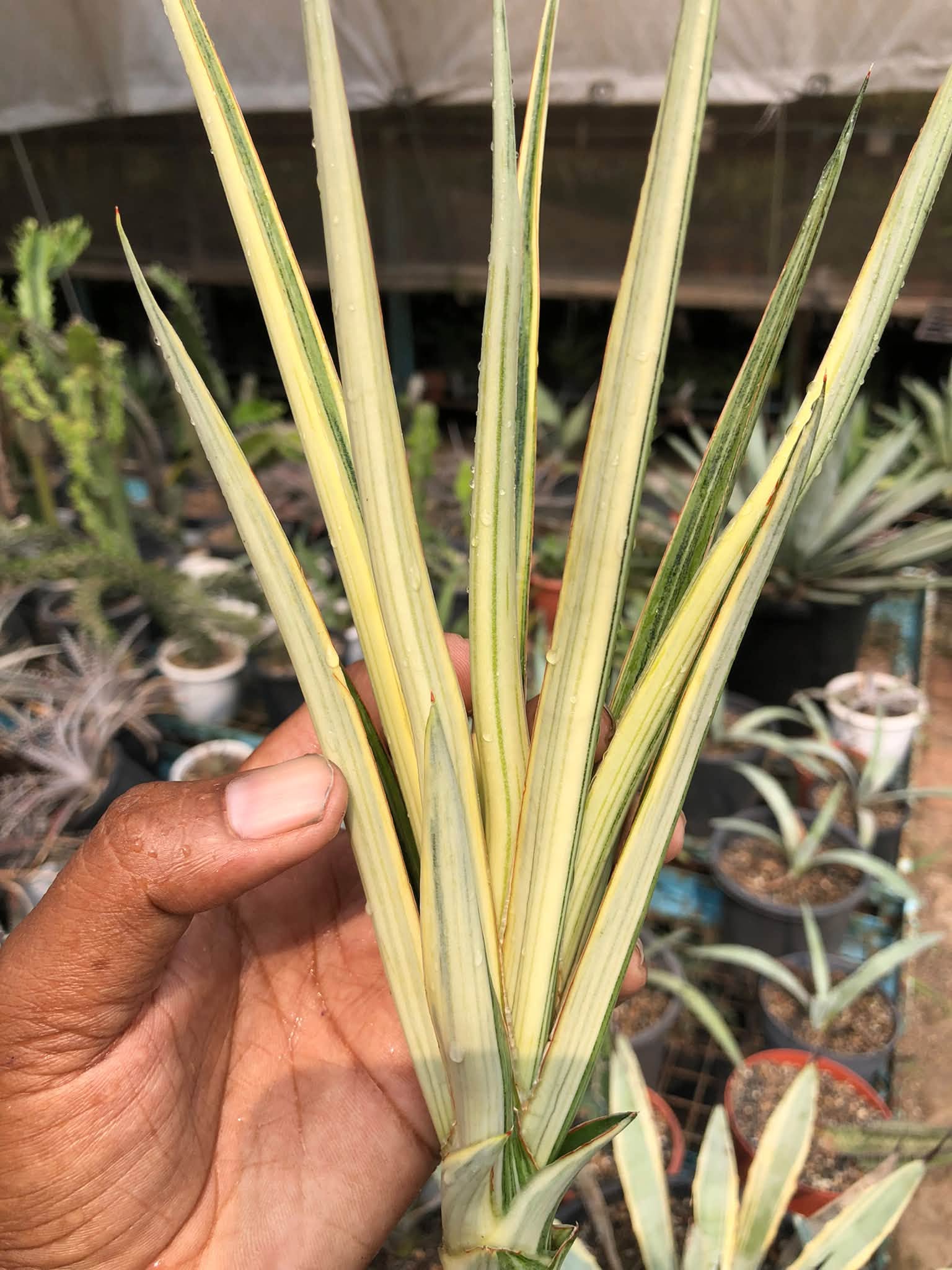 SANSEVIERIA SILVER TORCH VAR