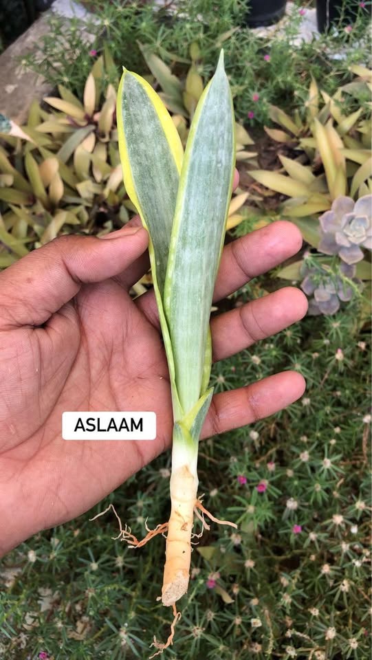 Combo of 5 Sansevieria