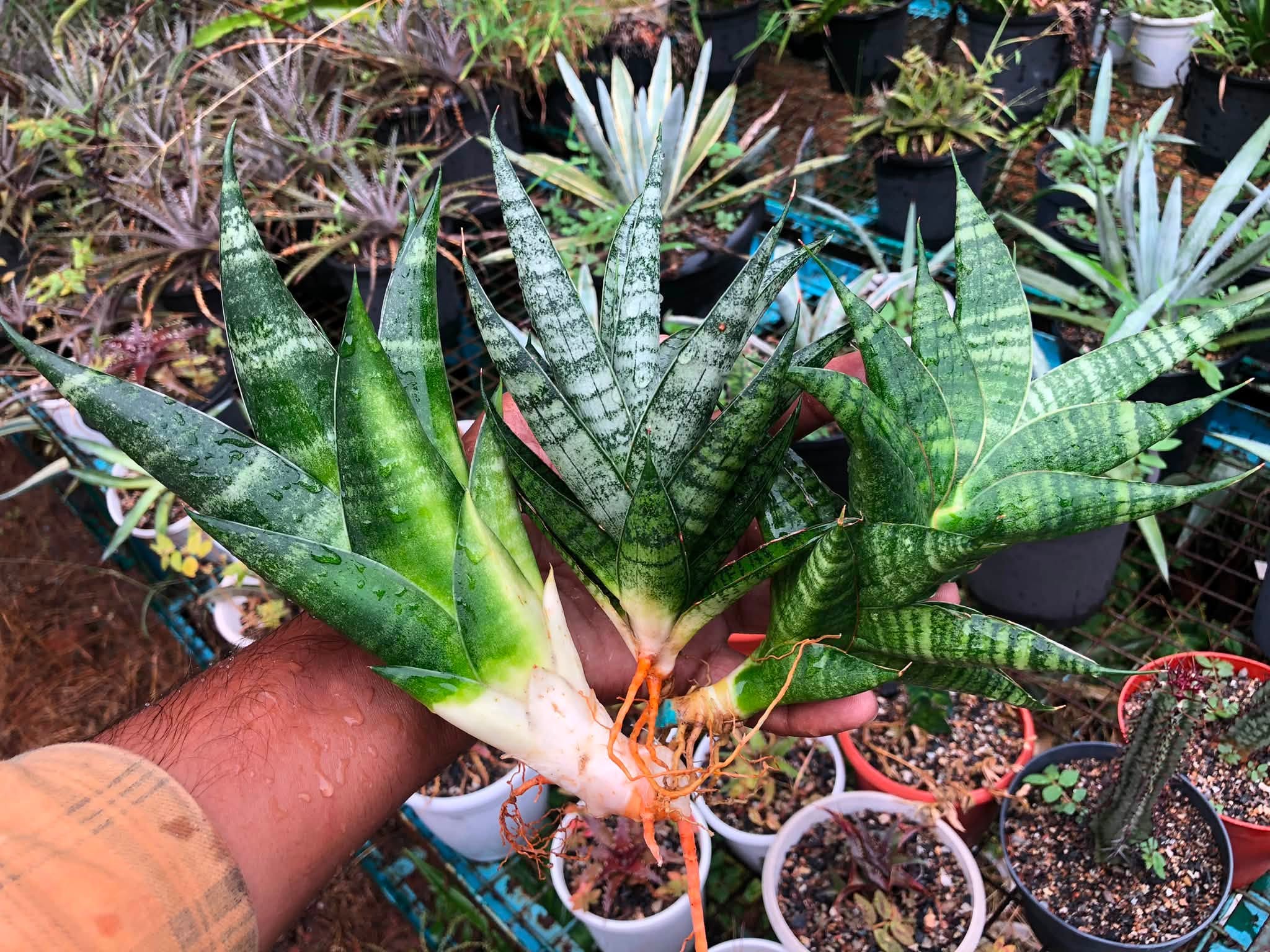 Combo No 27 : Sansevieria COMBO OF 3 PLANTS