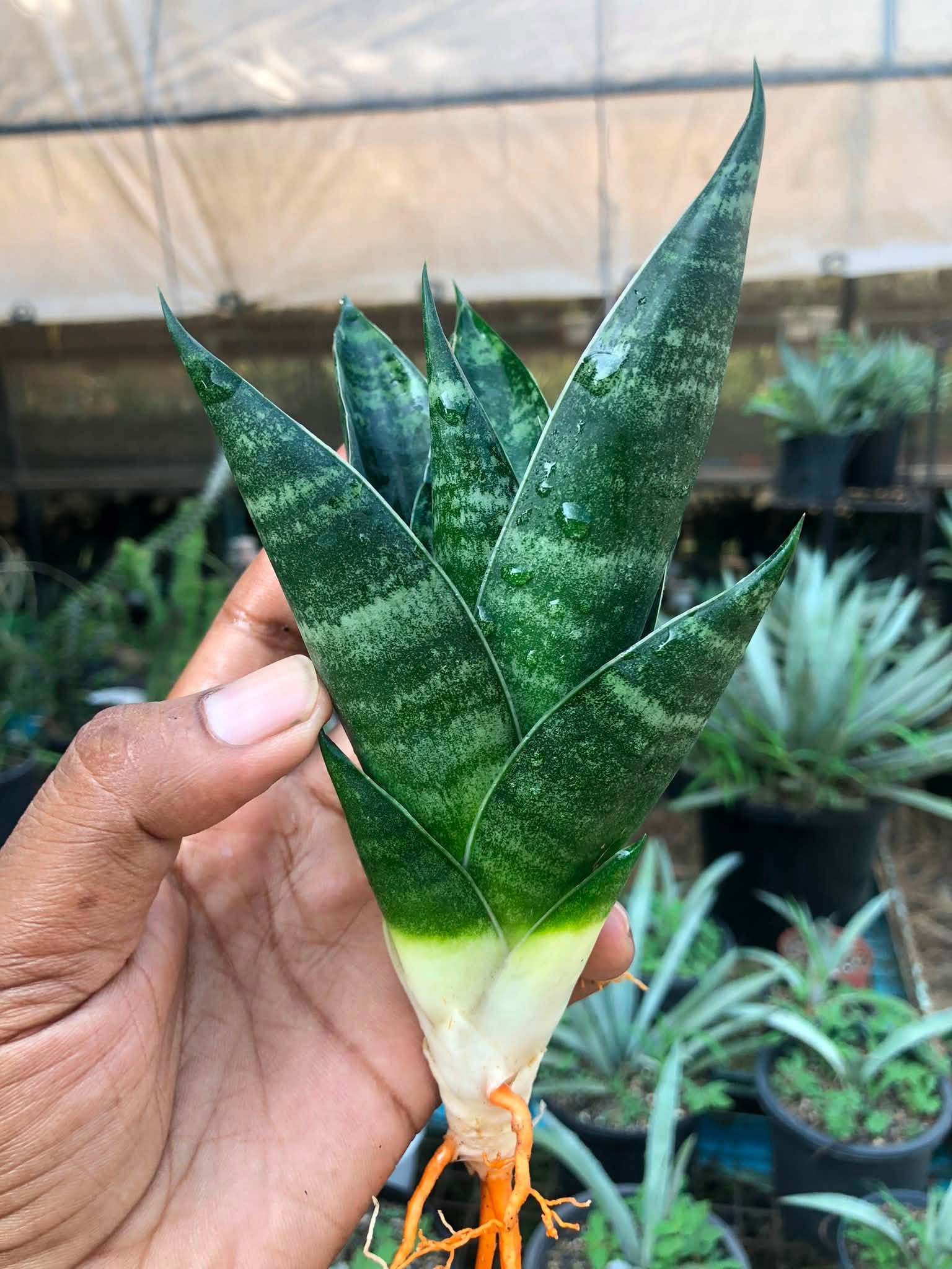 Combo No 24 : Sansevieria PAGODA AND PAGODA BLACK