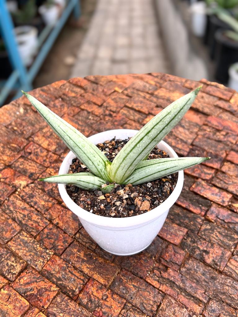 Sansevieria Iceman