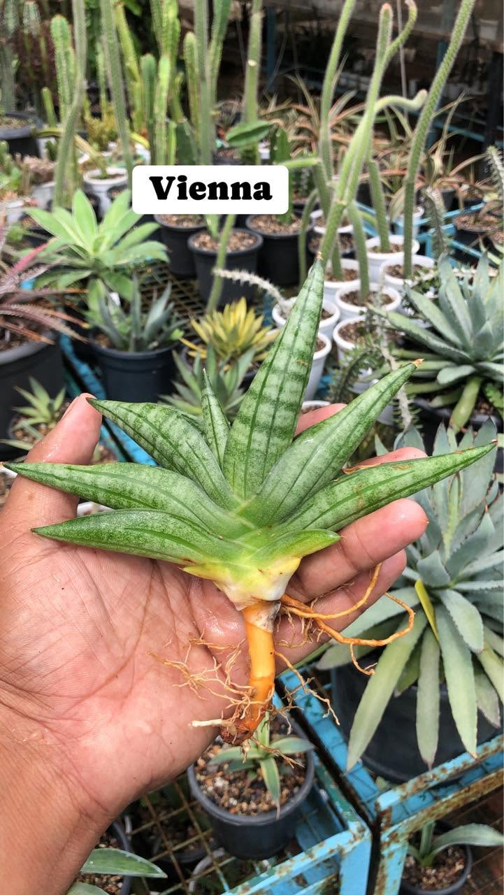 Combo of 4 Sansevieria