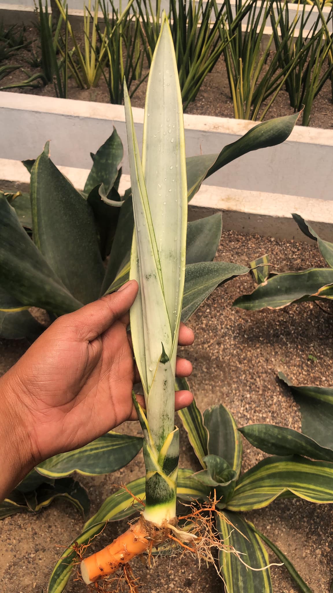 Sansevieria Silver Laurantii