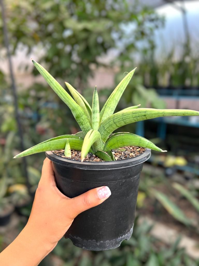 Sansevieria 'Stardust'