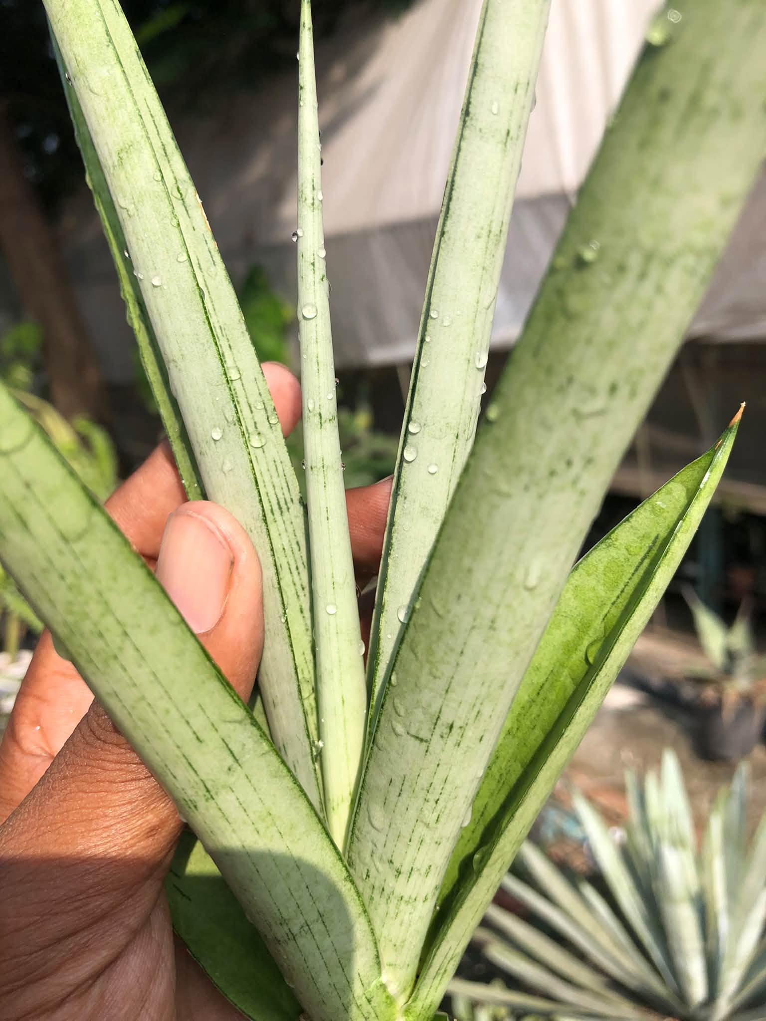 SANSEVIERIA KASIH