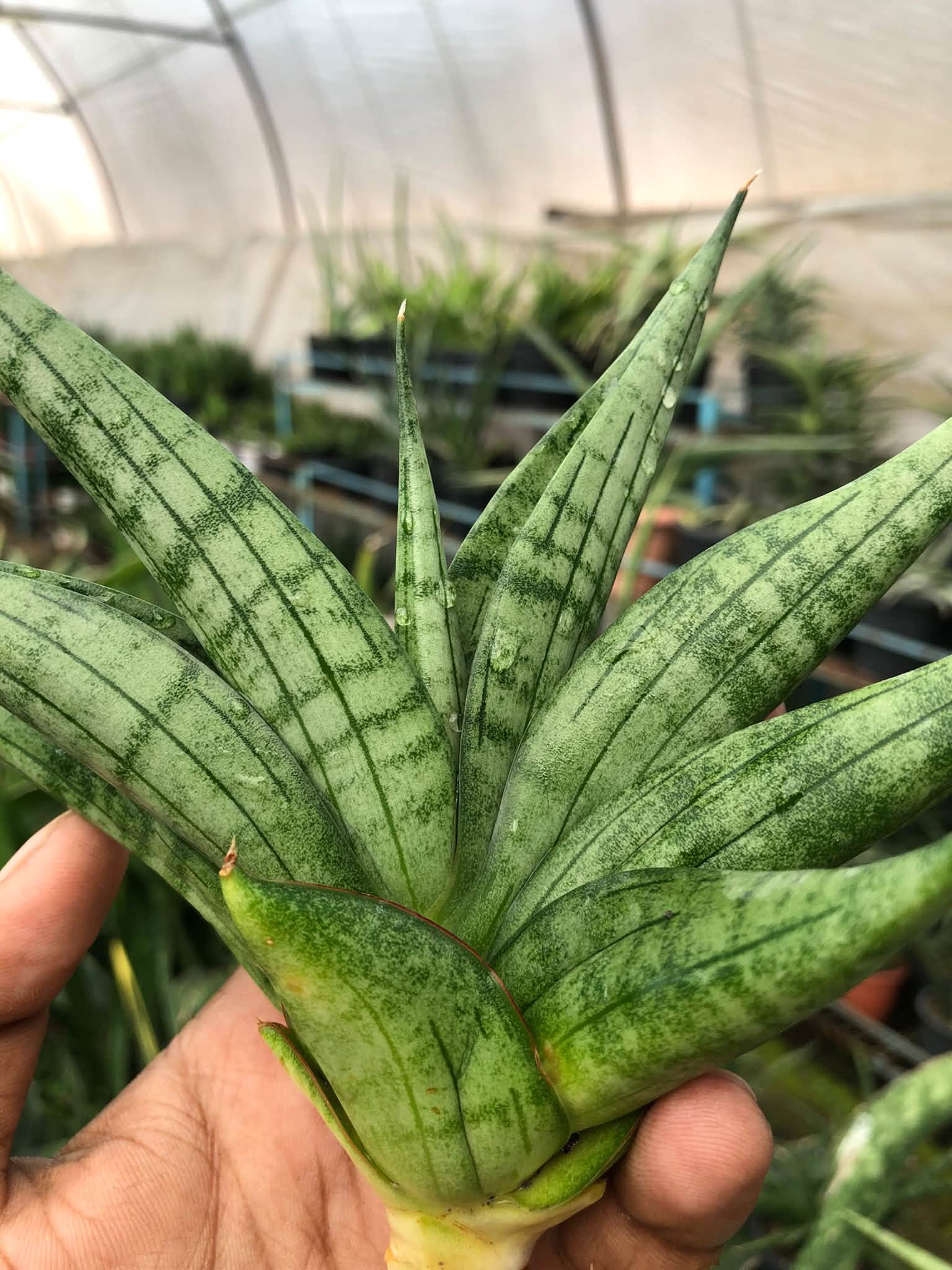 SANSEVIERIA VIENNA