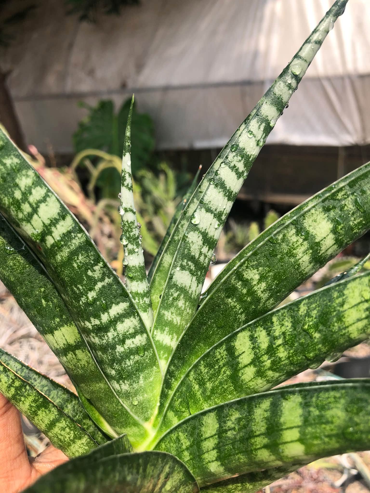 SANSEVIERIA JATAYU