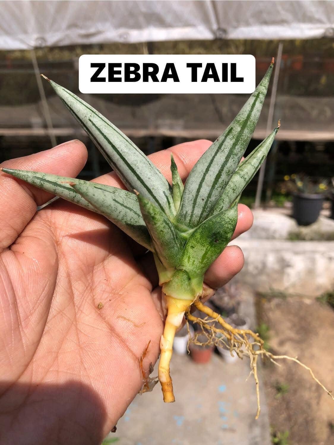 Sansevieria Combo Of 7 Plants