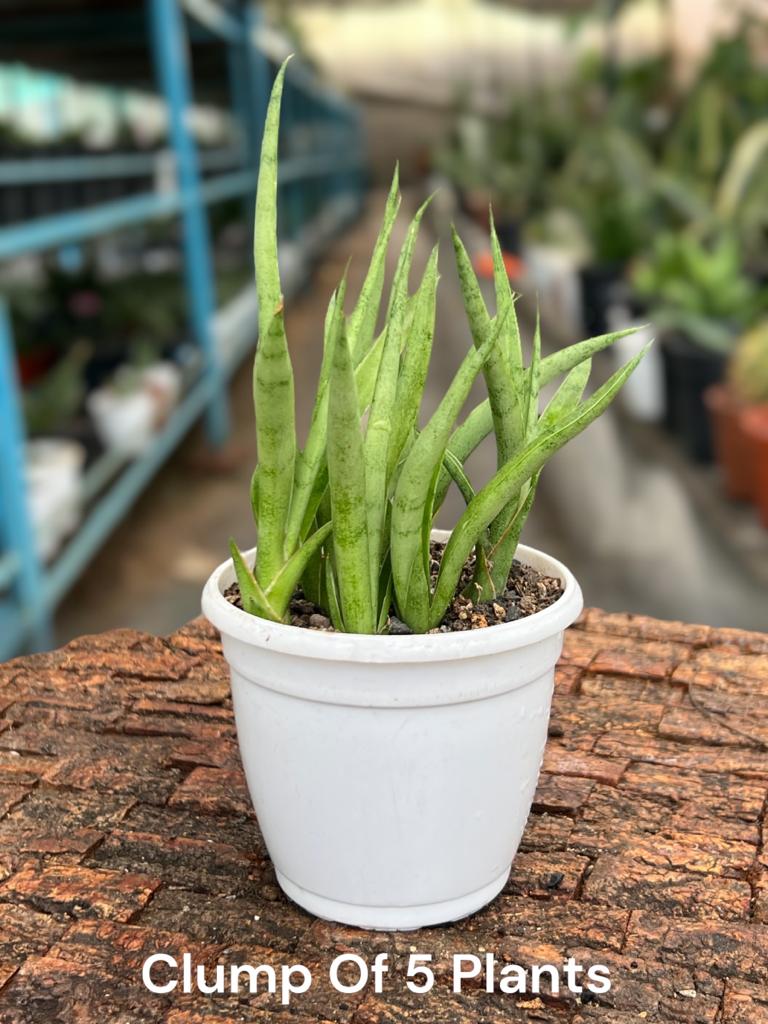 Sansevieria Gracilis Clump