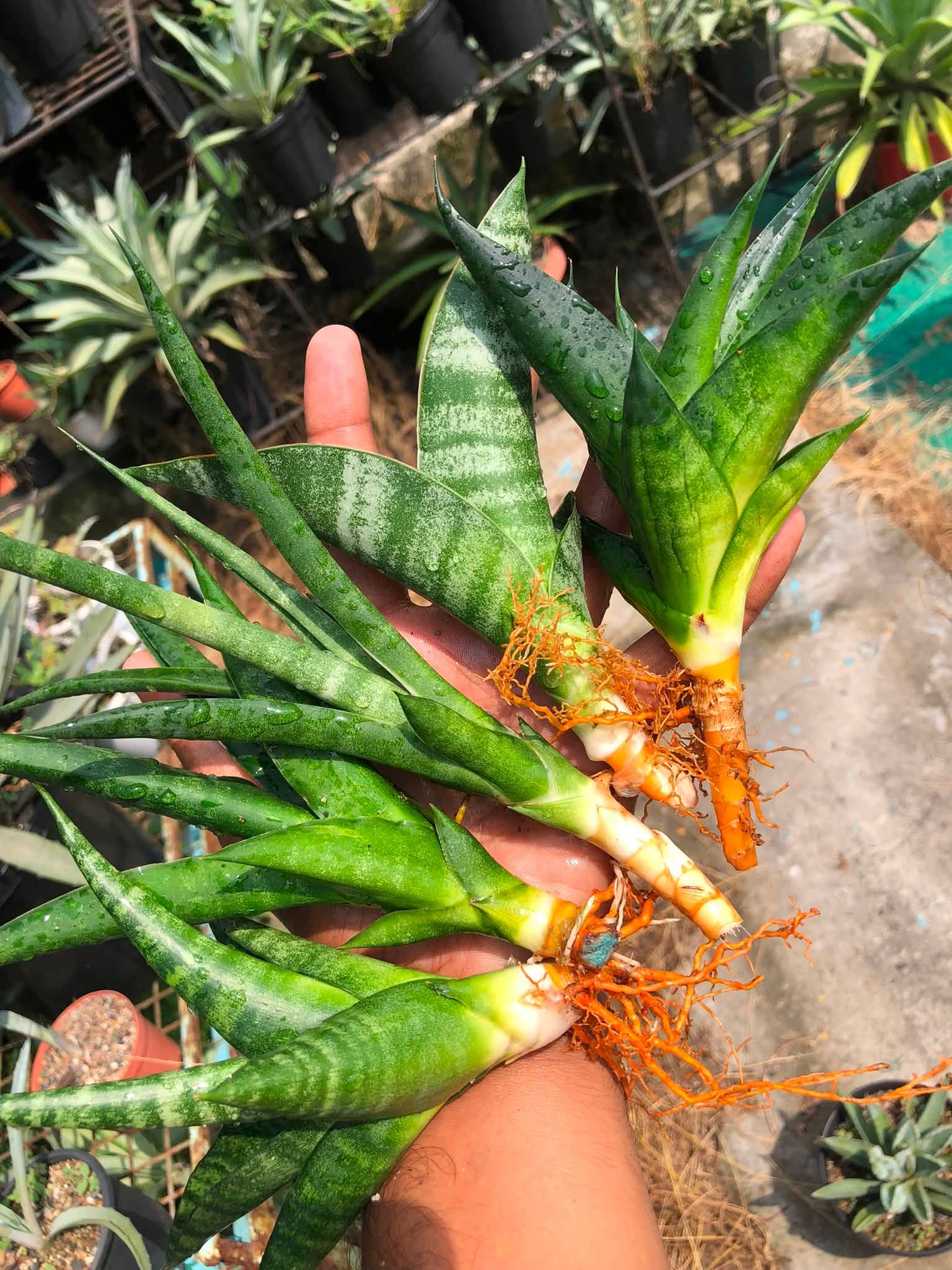 Combo No 21 : Six Popular Sansevieria