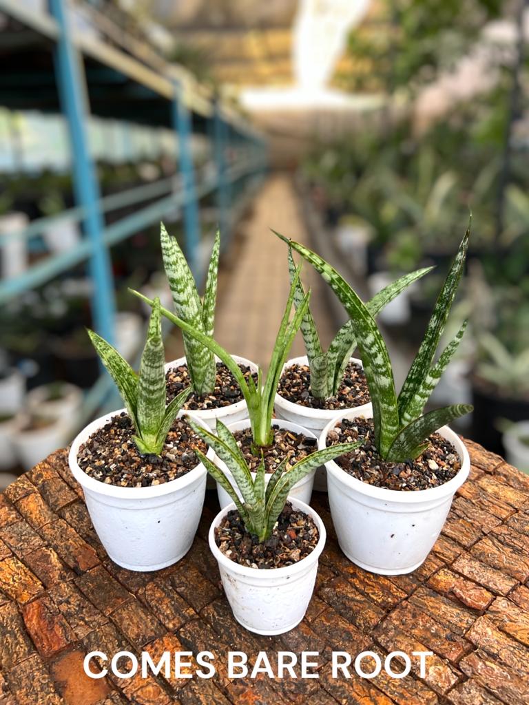 Sansevieria Combo Offer Of 6 (J)