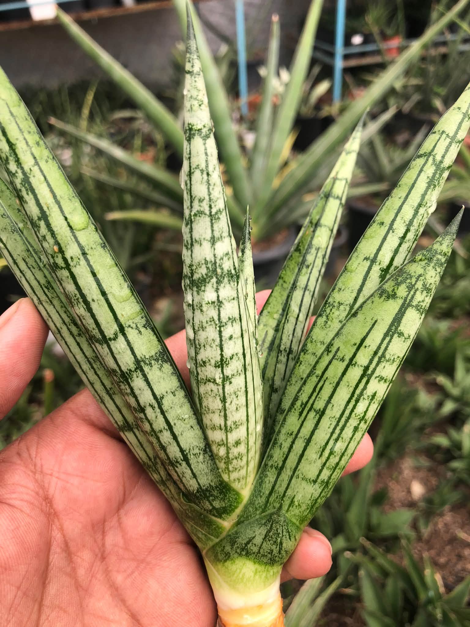 SANSEVIERIA MANJHA