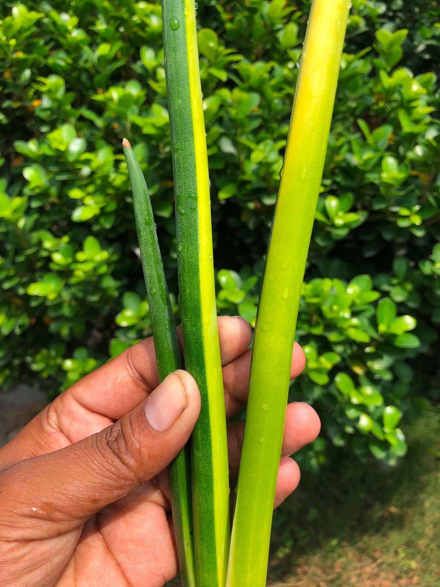 Sansevieria ERYTHRAEAE VARIEGATED