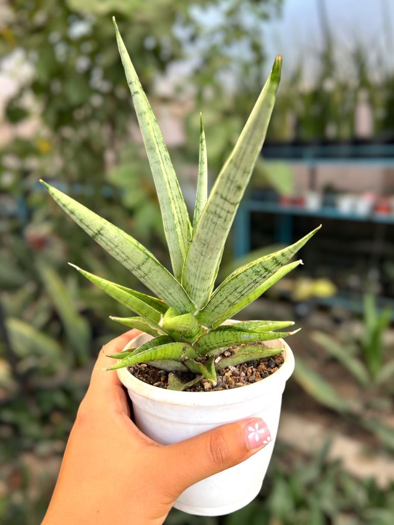 Sansevieria Hybrid 'Kasih'