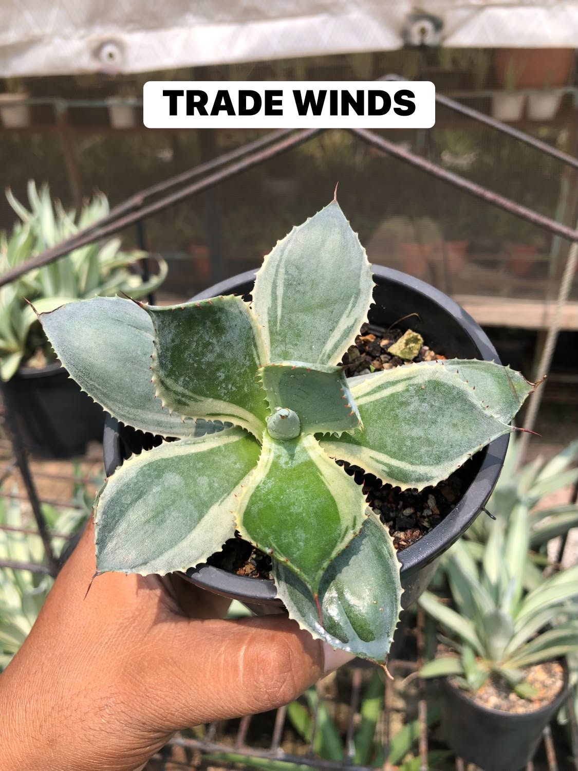 COMBO NO 32 : COMBO OF 3 AGAVES