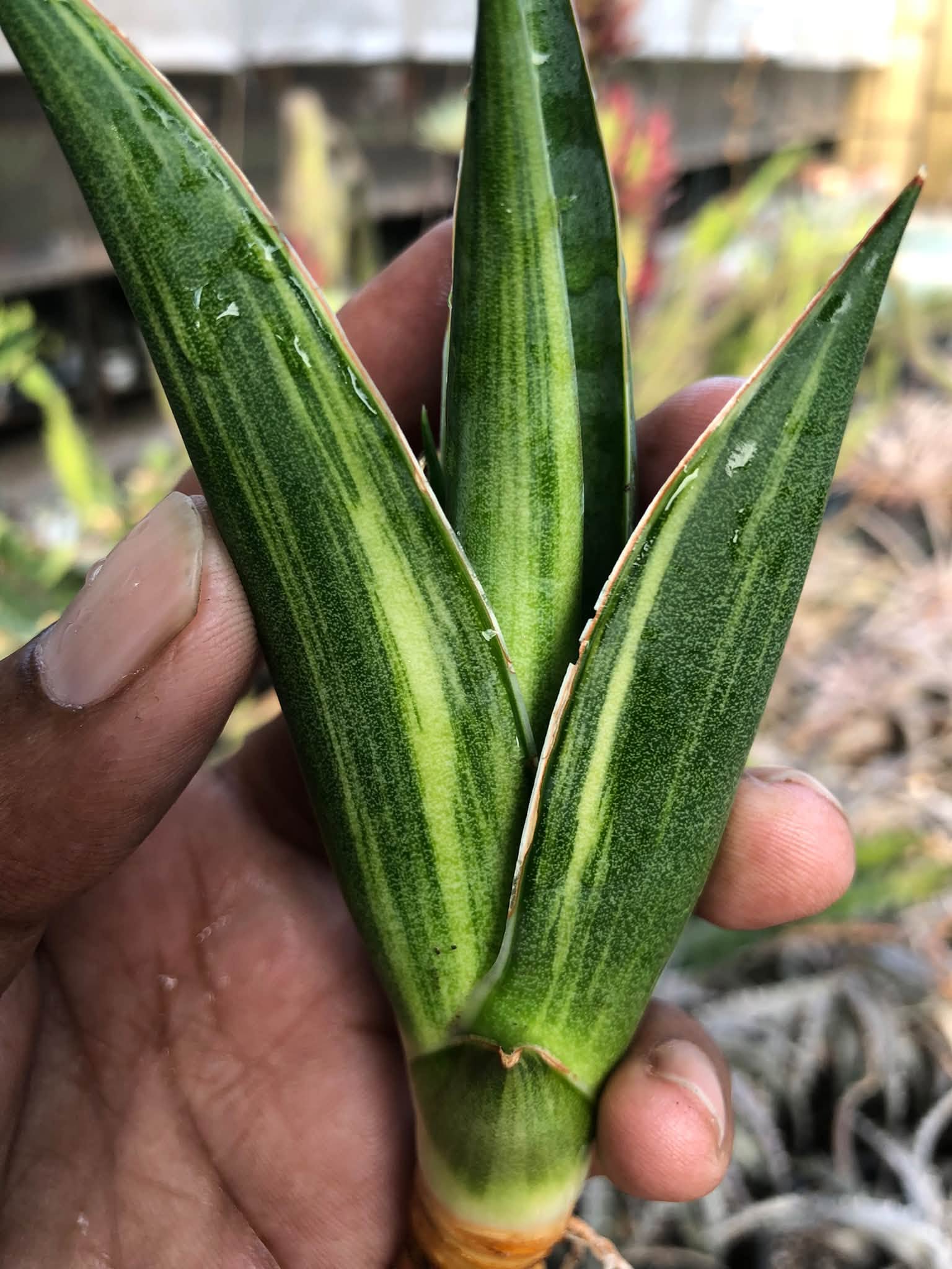 Sansevieria LUNA VARIEGATED