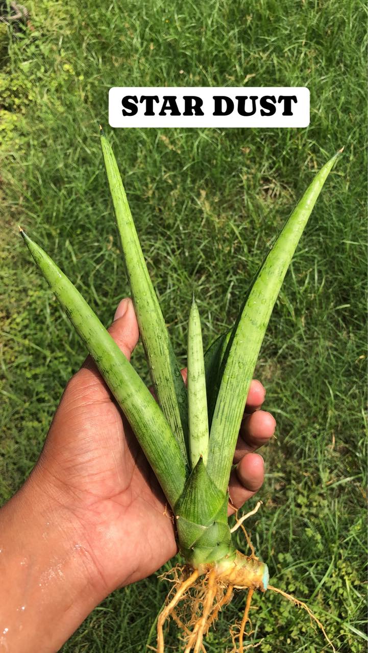 Sansevieria Combo Offer Of 4 (Y)