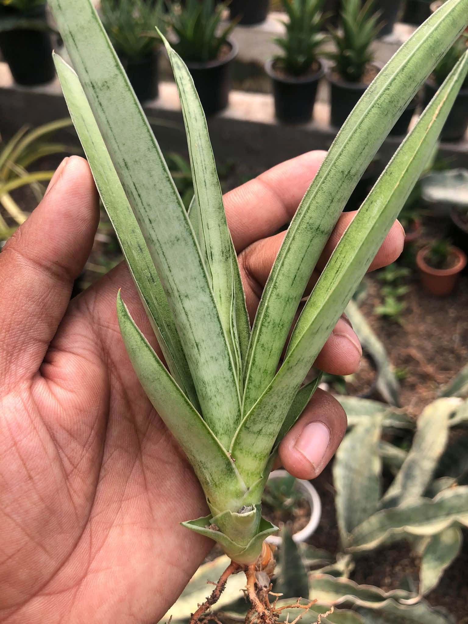 SANSEVIERIA KUMARA