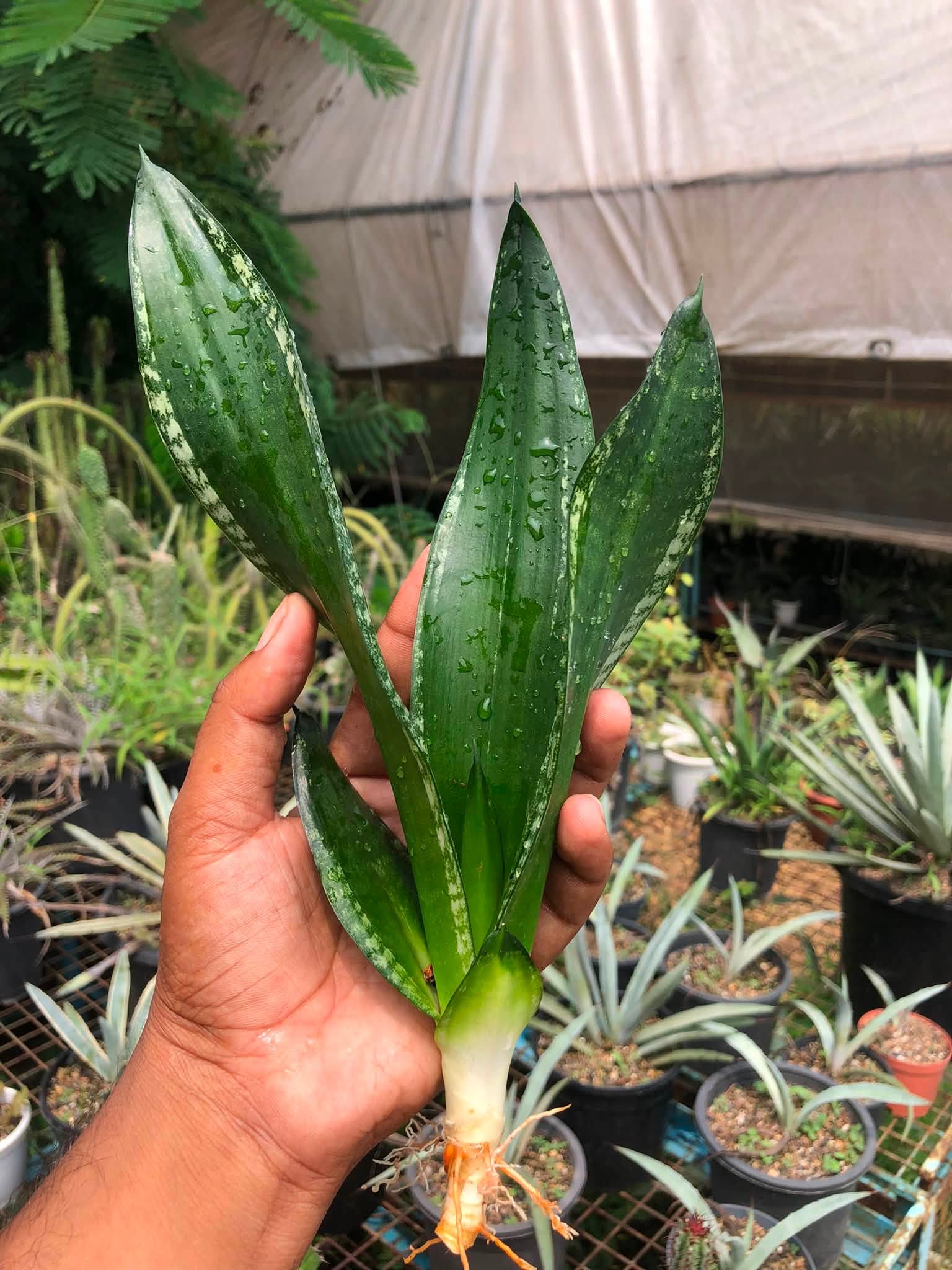 Combo No 20 : SANSEVIERIA COMBO WHITNEY AND FROZEN