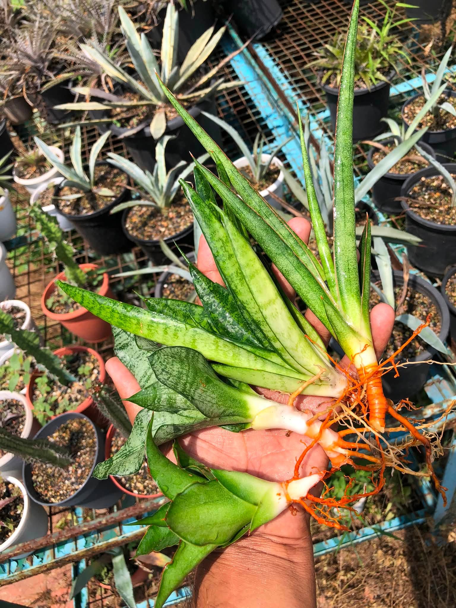 Combo No 16 : Four Popular Sansevieria