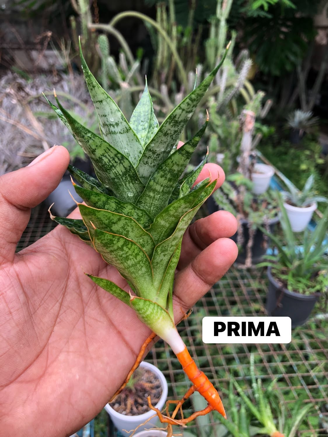 SANSEVIERIA COMBO OF 3 PLANTS