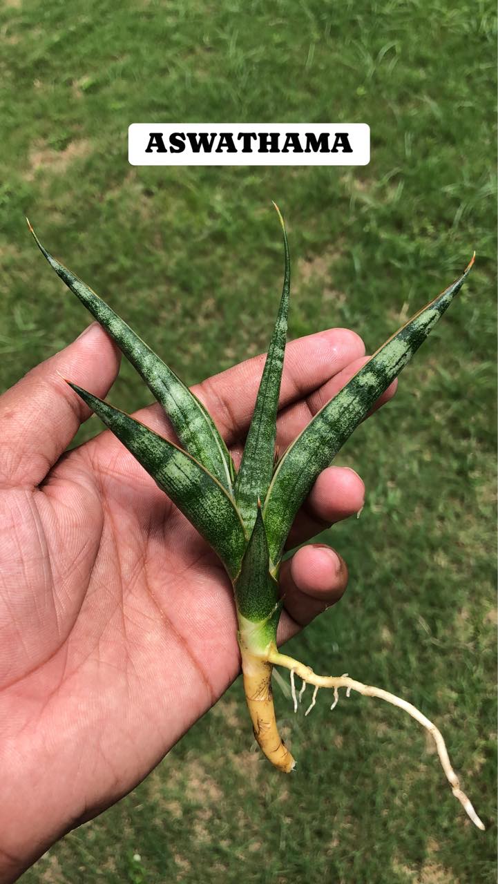 COMBO OF Eight Indonesian Hybrids of Sansevieria named on Hindu Gods and Godesses and from Hindu Mythology