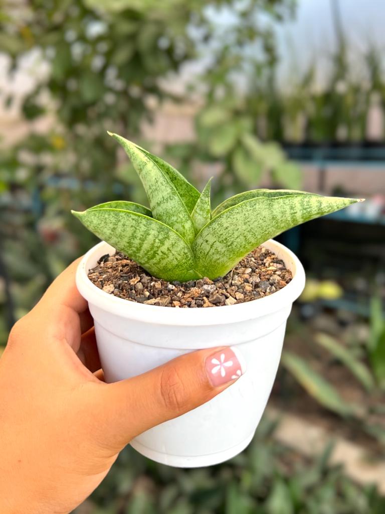 Sansevieria Hybrid 'Fighter'