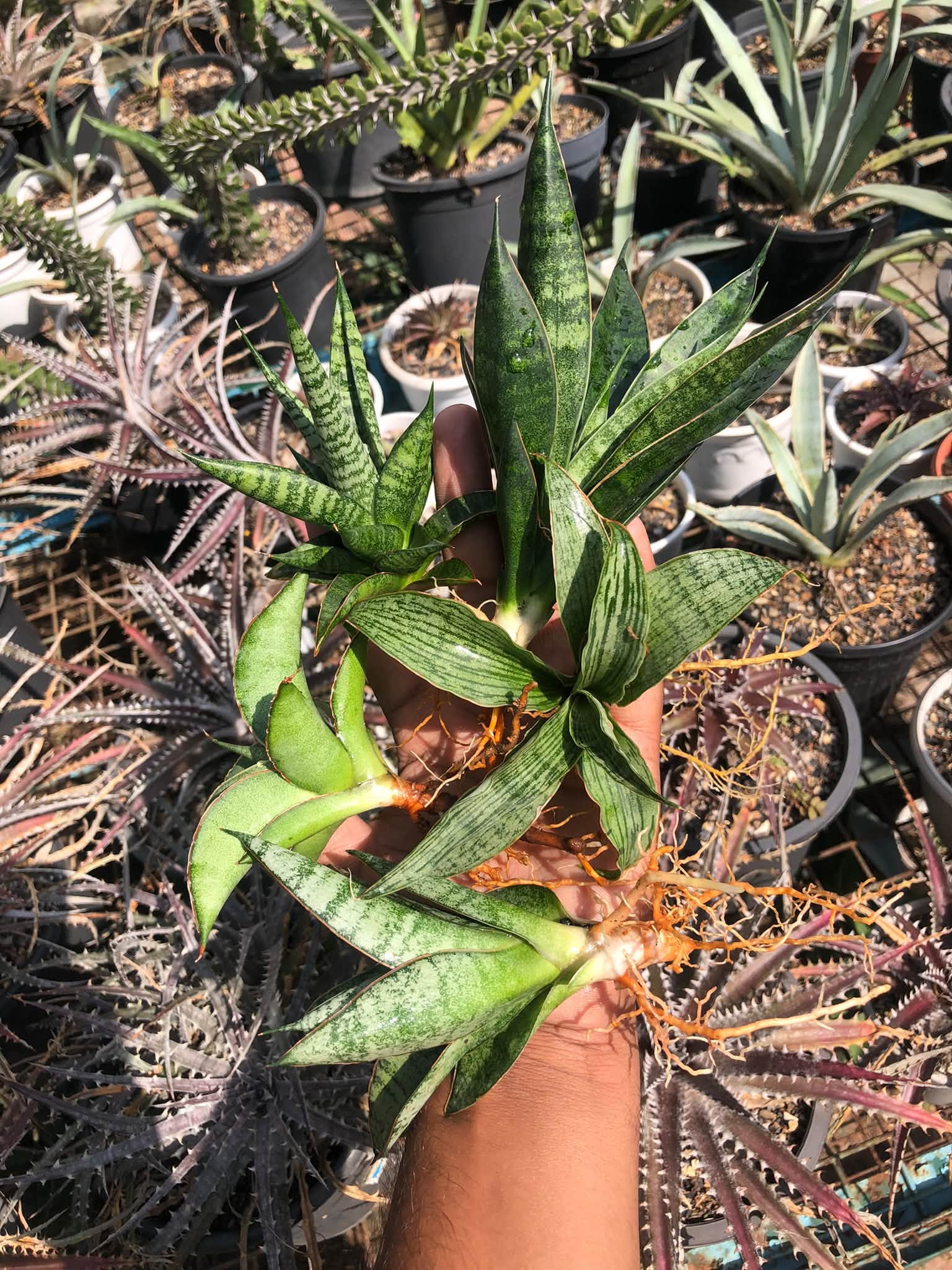 COMBO NO. 40 : COMBO OF 5 SANSEVIERIA