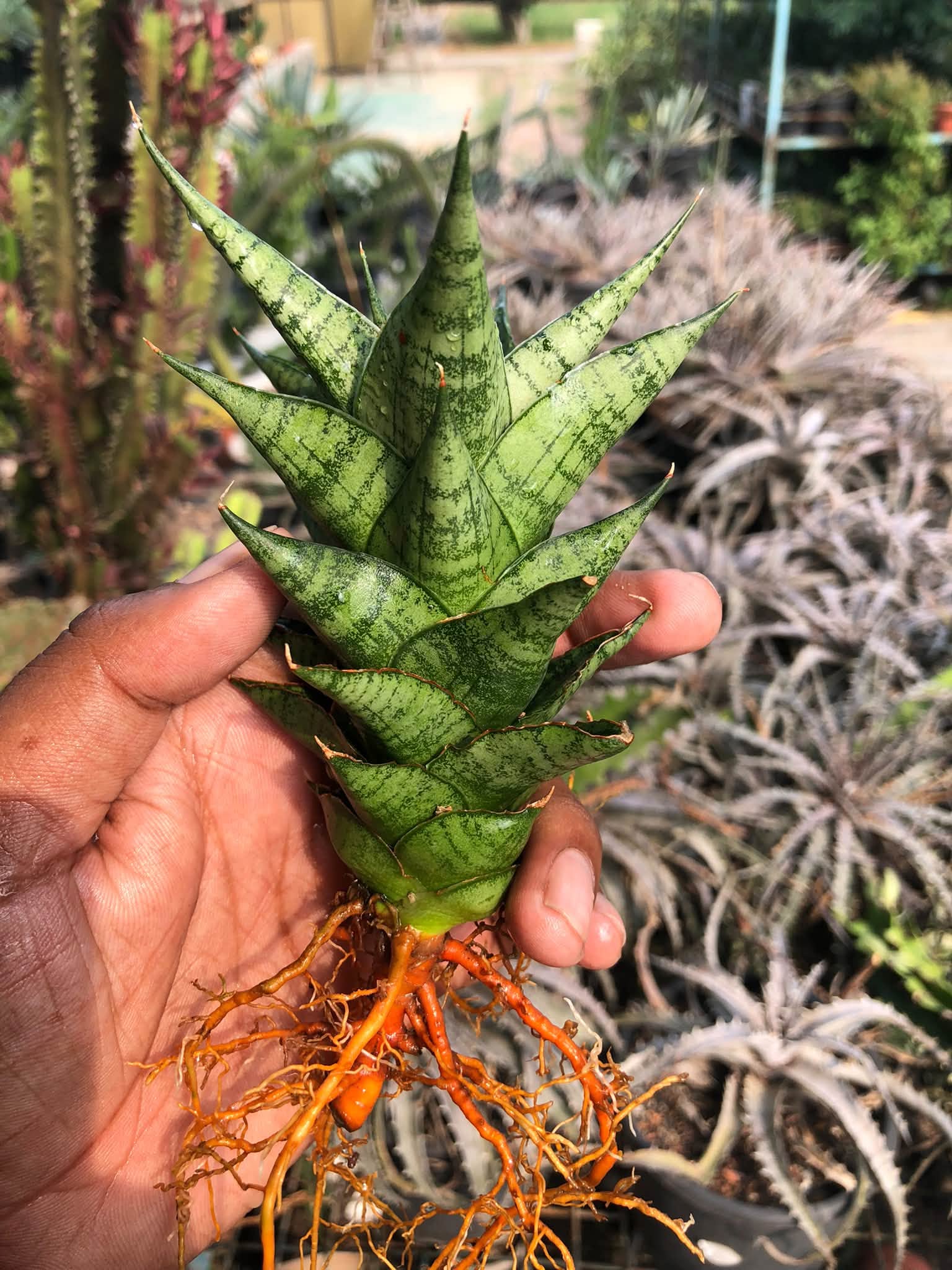 SANSEVIERIA WIN WIN MINIATURE VARIETY